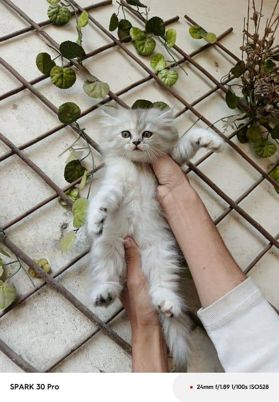 Persian triple coated female kitten 0