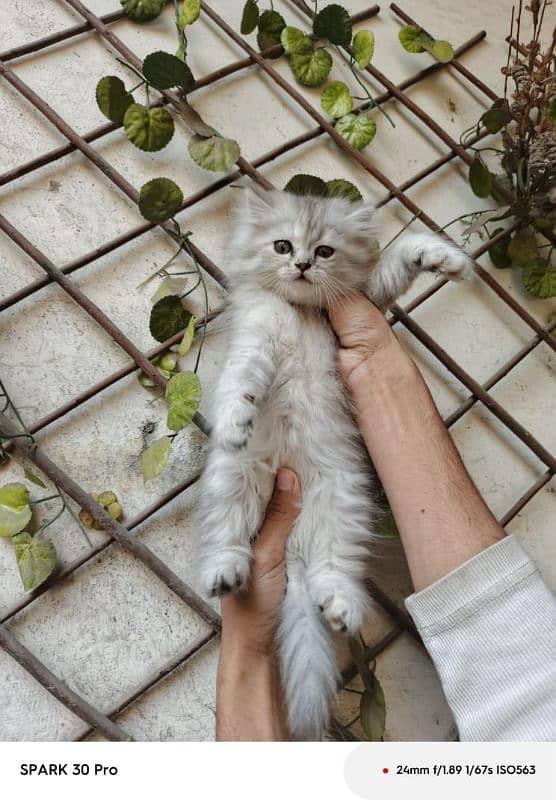 Persian triple coated female kitten 1