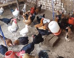 Egg laying hens for sale