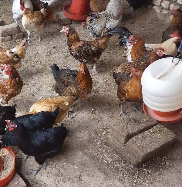 Egg laying hens for sale 1