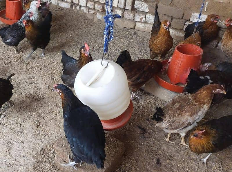 Egg laying hens for sale 2