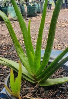 alovera leaf for sale Aloe vera