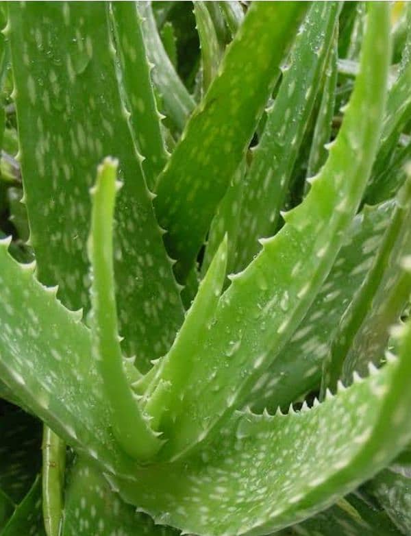 alovera leaf for sale Aloe vera 1