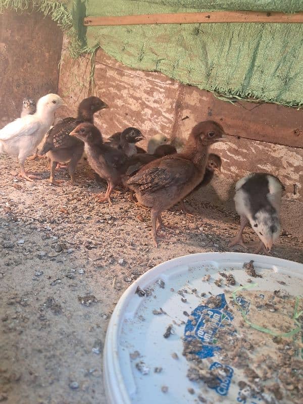 thai cross  chick's for sale 0