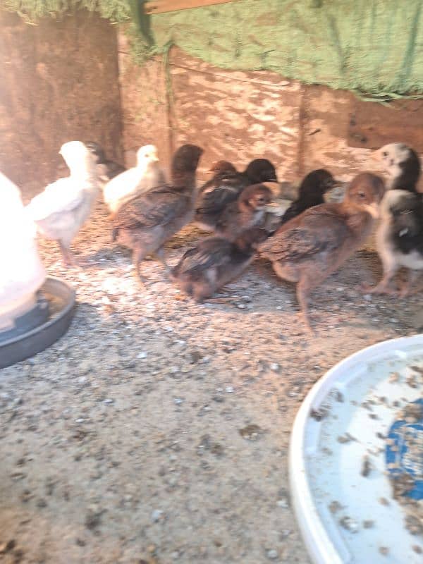 thai cross  chick's for sale 4