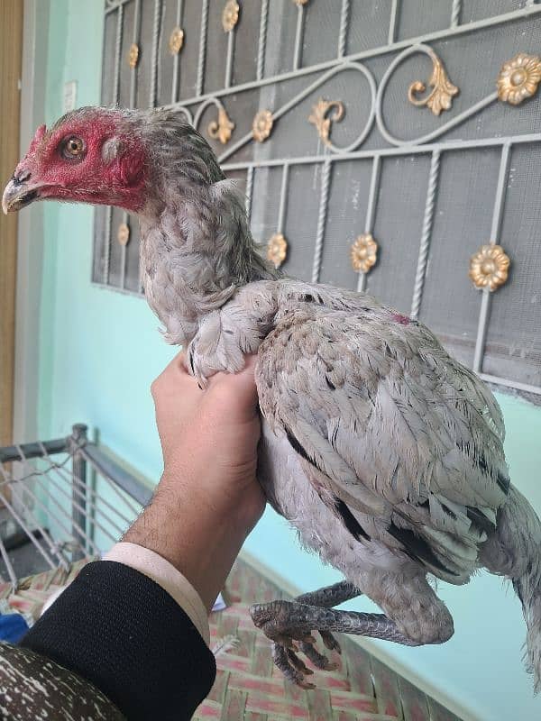 thai cross  chick's for sale 5