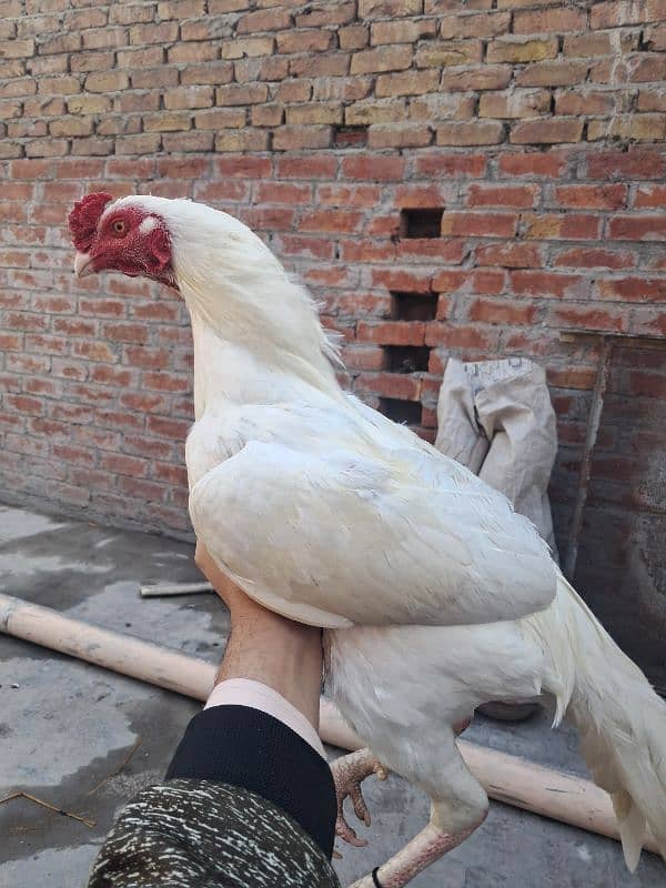 thai cross  chick's for sale 6