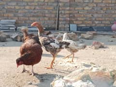 Breeding hen with 3 pathiyan