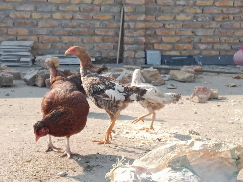 Breeding hen with 3 pathiyan 0