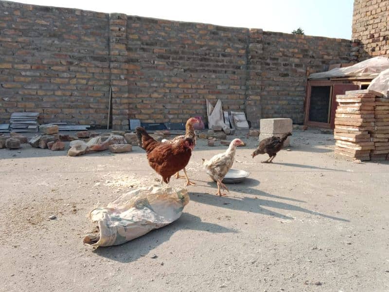 Breeding hen with 3 pathiyan 1