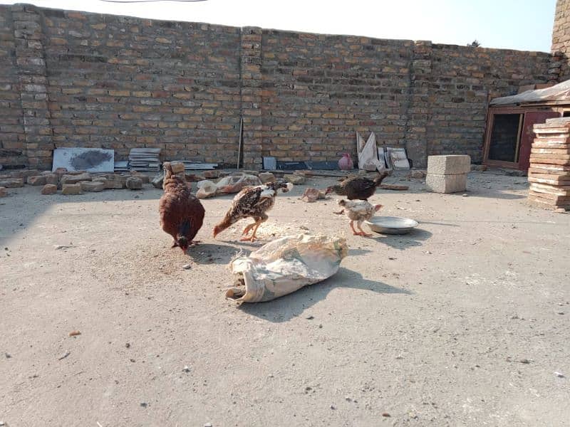 Breeding hen with 3 pathiyan 2