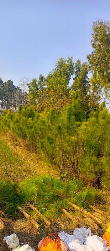 Chir pines tree (Nakhtar tree) 0