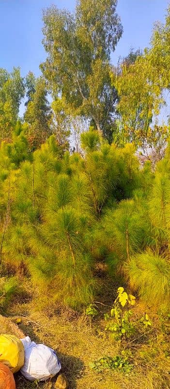 Chir pines tree (Nakhtar tree) 1