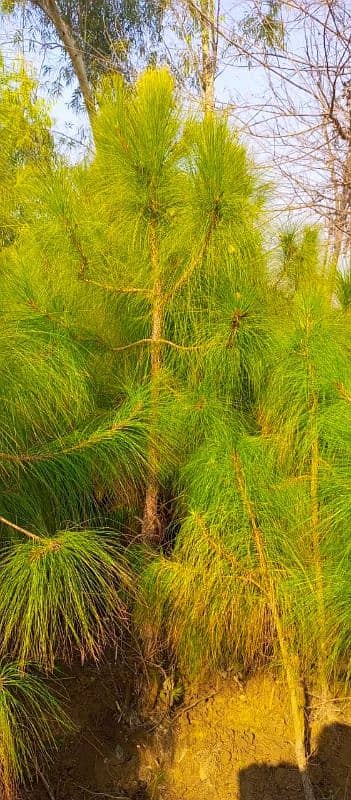 Chir pines tree (Nakhtar tree) 4