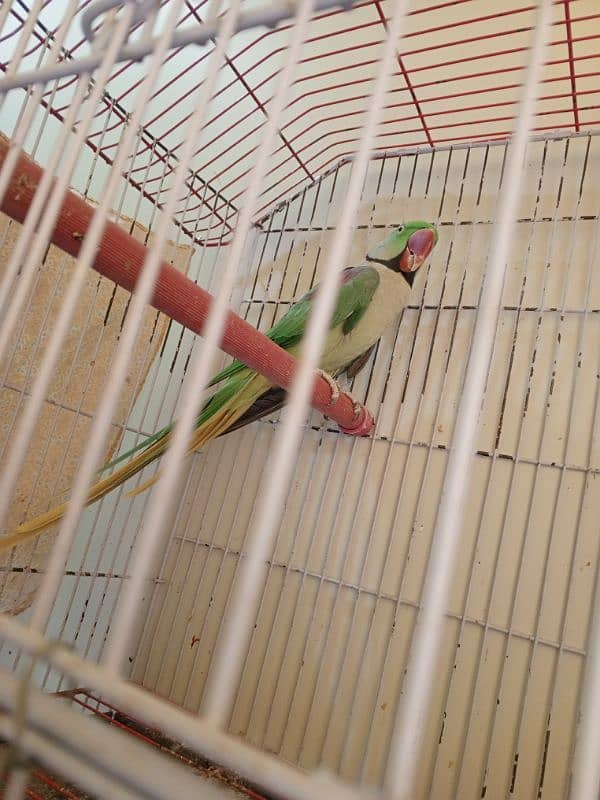 Alexander Raw parrot for sale 0