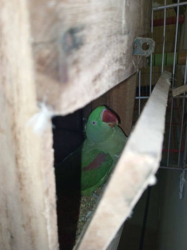 Alexander Raw parrot for sale 1