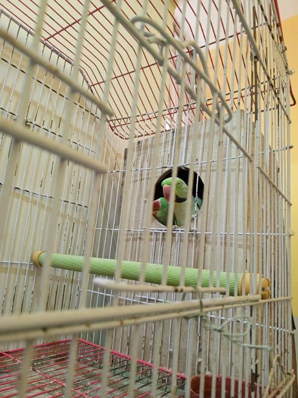 Alexander Raw parrot for sale 2