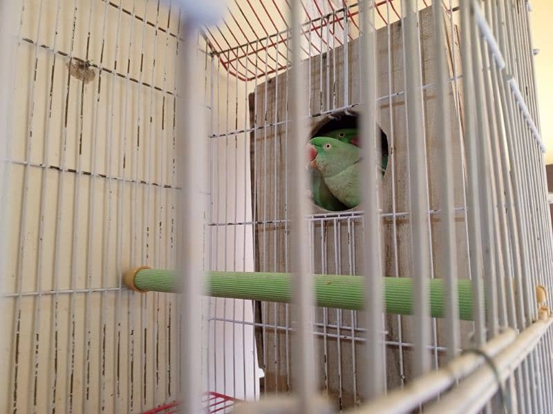 Alexander Raw parrot for sale 3