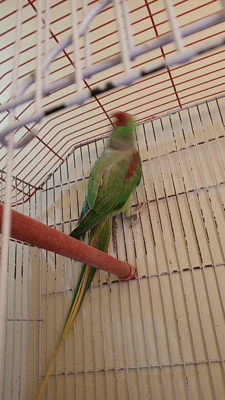 Alexander Raw parrot for sale 4