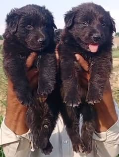 black Shepherd long coat pair for sale