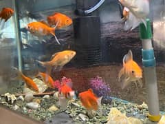 Goldfish single tail and double tail