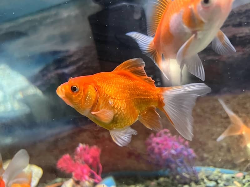 Goldfish single tail and double tail 1