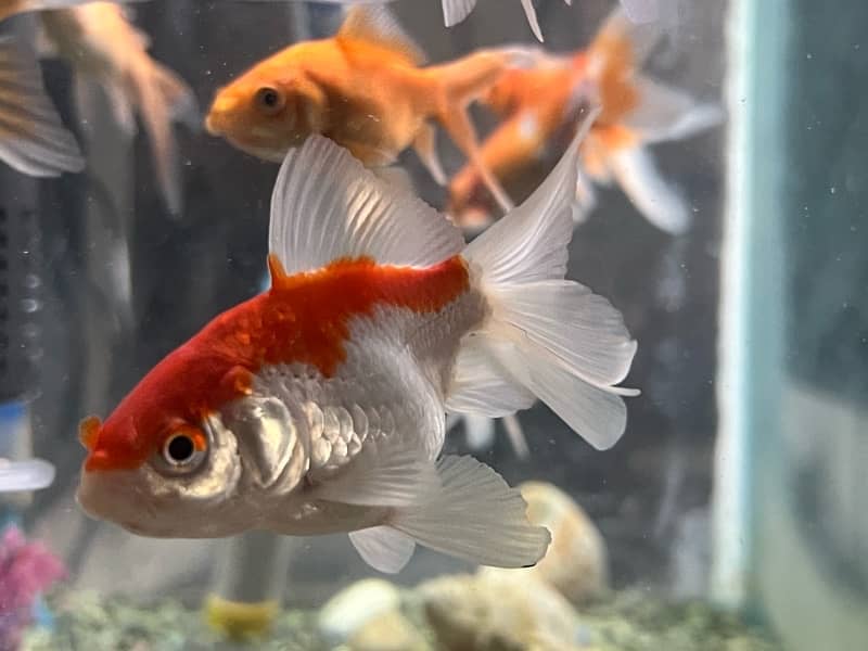 Goldfish single tail and double tail 4