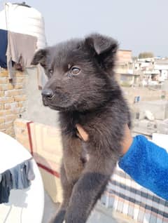 long coat black shepherd female for sale (only serious buyers)