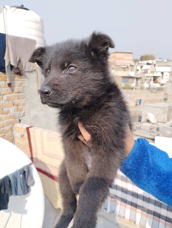 long coat black shepherd female for sale (only serious buyers) 1