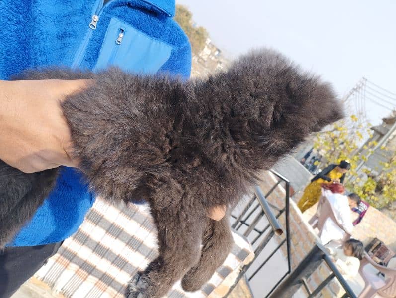 long coat black shepherd female for sale (only serious buyers) 2