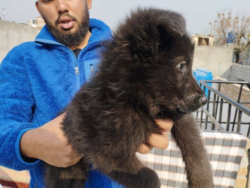 long coat black shepherd female for sale (only serious buyers) 3