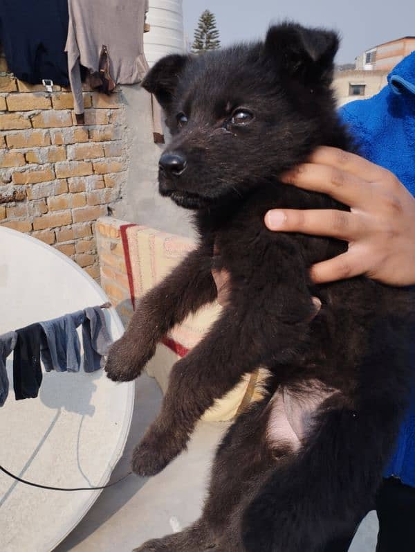 long coat black shepherd female for sale (only serious buyers) 5