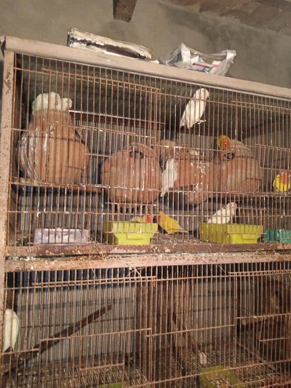 love birds all setup albino. lutino 3