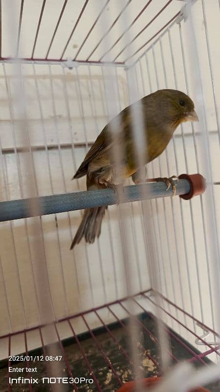 canary bird hn ful start singing krta 4