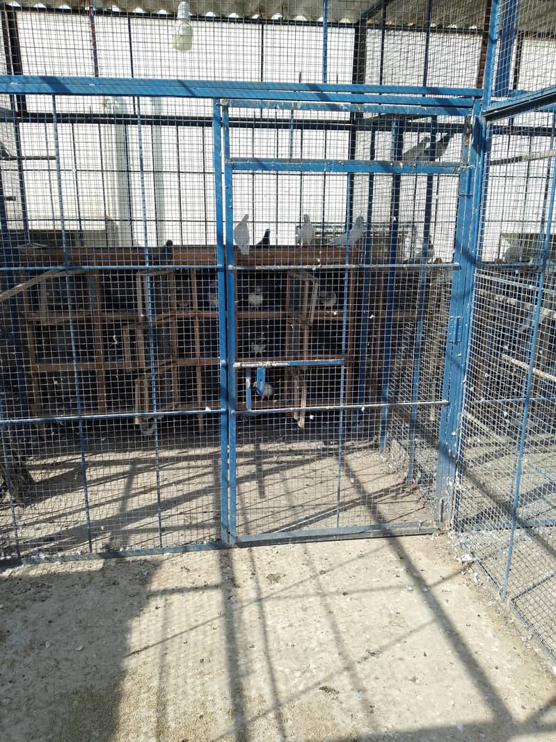 Cages for pigeons and other birds 2