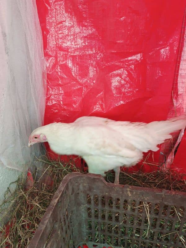 egg laying hen 3