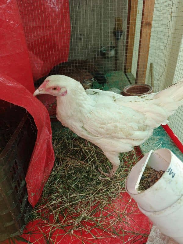 egg laying hen 10