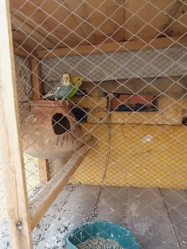 urgent sale all pair good Cage Ka set sales hai 0