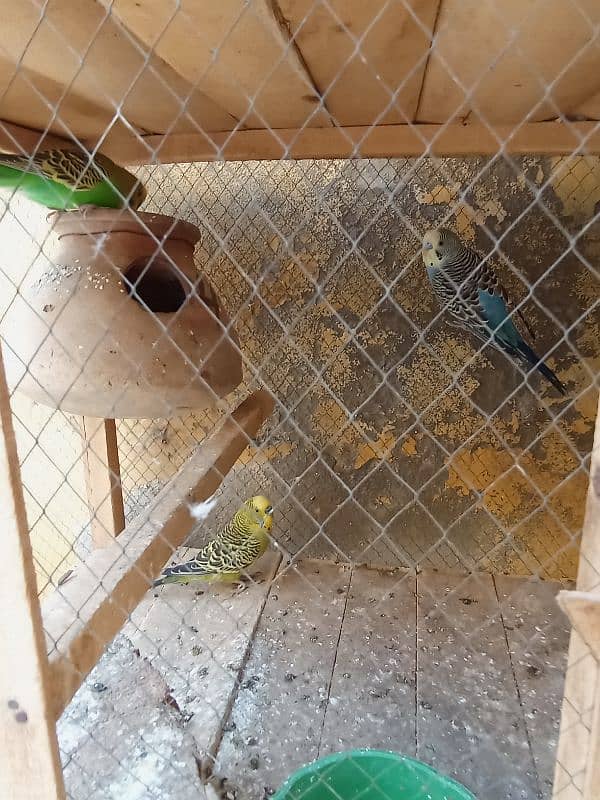 urgent sale all pair good Cage Ka set sales hai 1