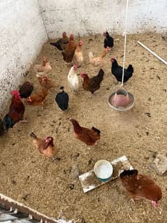 egg laying hens for sale