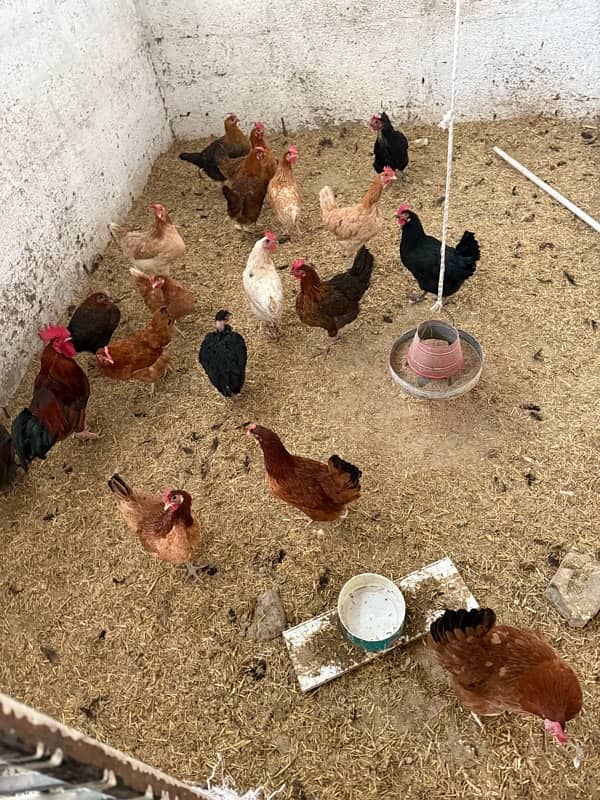 egg laying hens for sale 0