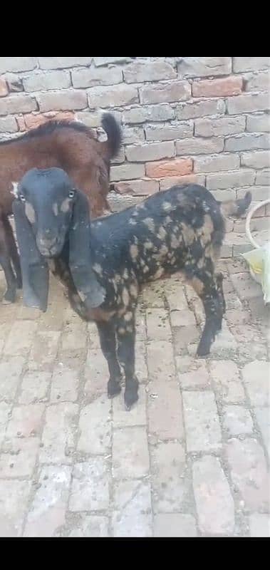 Male Goat 1