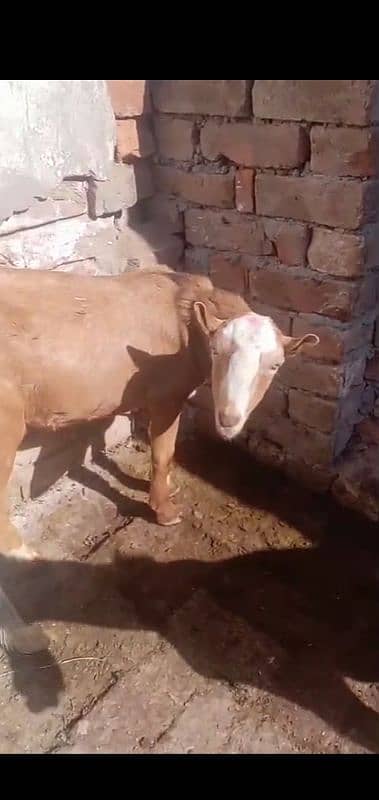 Male Goat 2