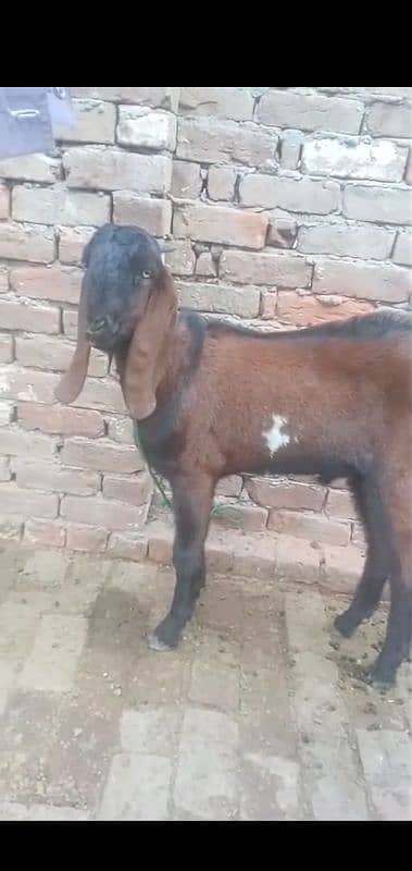 Male Goat 3