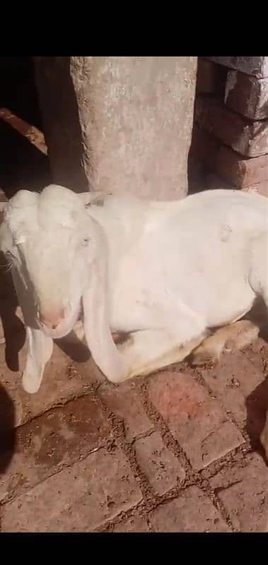 Male Goat 4