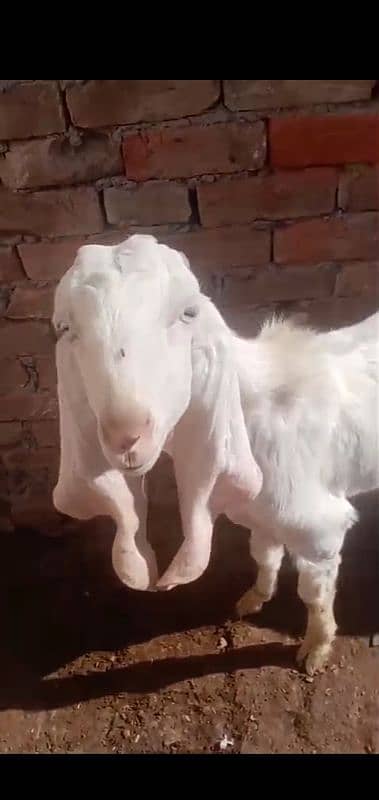 Male Goat 6