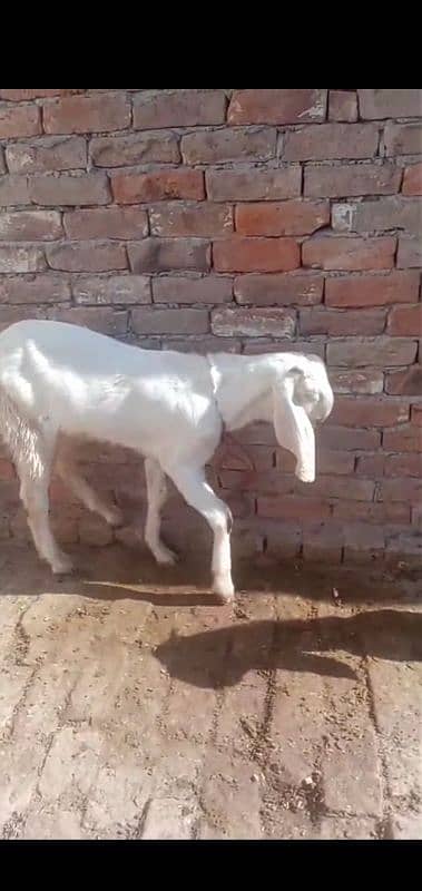 Male Goat 8