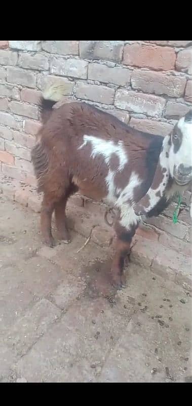 Male Goat 9