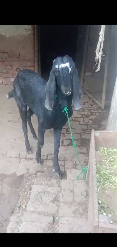 Male Goat 10