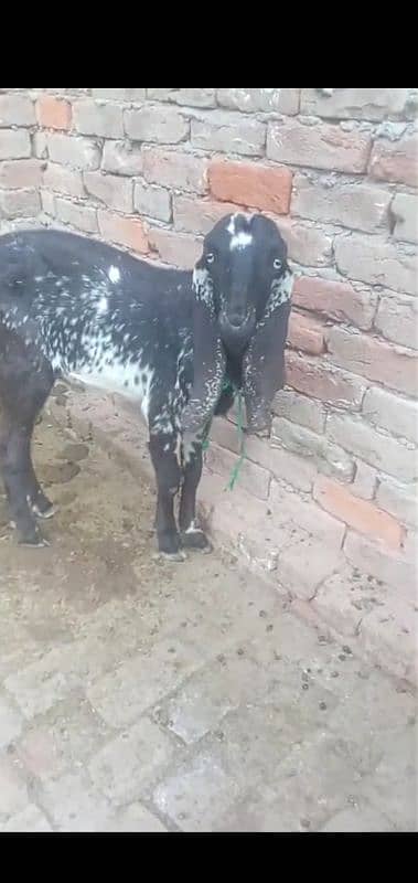 Male Goat 11